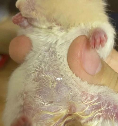 仓鼠湿尾的症状及防治措施(仓鼠湿尾的危害与预防)(图3) 仓鼠湿尾的症状及防治措施(仓鼠湿尾的危害与预防)(图3)