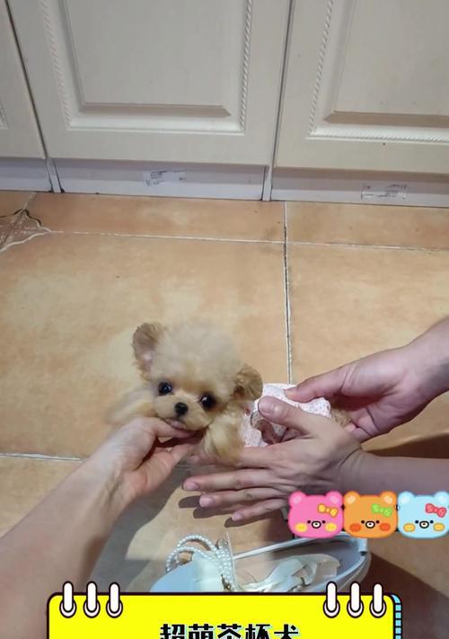 茶杯犬真的不会长大吗?(探究茶杯犬的真实情况及购买价格)(图1) 茶杯犬真的不会长大吗?(探究茶杯犬的真实情况及购买价格)(图1)