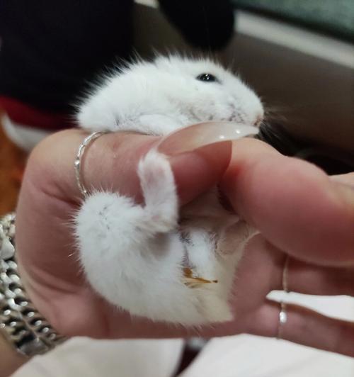 仓鼠湿尾的症状及防治措施（仓鼠湿尾的危害与预防） - 新生家伴