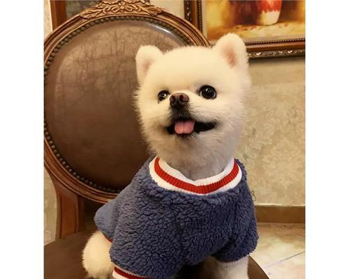 茶杯犬真的不会长大吗?(探究茶杯犬的真实情况及购买价格)(图2) 茶杯犬真的不会长大吗?(探究茶杯犬的真实情况及购买价格)(图2)