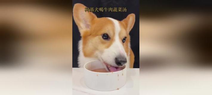 柯基犬的健康蔬菜饮食指南(探索适合柯基犬的营养均衡蔬菜选择)(图2) 柯基犬的健康蔬菜饮食指南(探索适合柯基犬的营养均衡蔬菜选择)(图2)