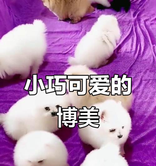 茶杯犬真的不会长大吗?(探究茶杯犬的真实情况及购买价格)(图3) 茶杯犬真的不会长大吗?(探究茶杯犬的真实情况及购买价格)(图3)