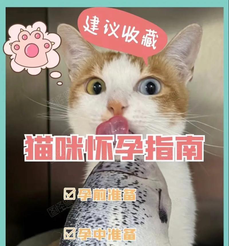 小猫肚子大能撑多久?(探究小猫肚子大的原因及其对生活的影响)(图2) 小猫肚子大能撑多久?(探究小猫肚子大的原因及其对生活的影响)(图2)