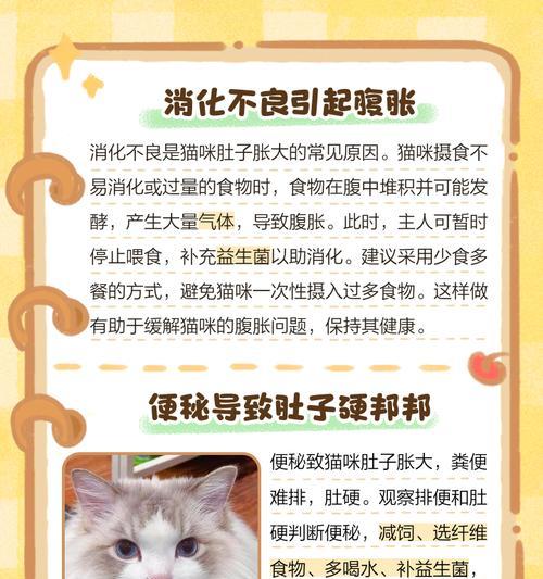 小猫肚子大能撑多久?(探究小猫肚子大的原因及其对生活的影响)(图3) 小猫肚子大能撑多久?(探究小猫肚子大的原因及其对生活的影响)(图3)