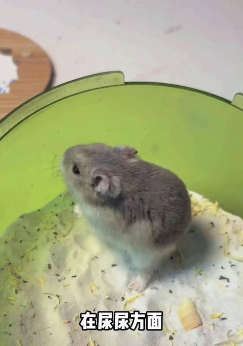 仓鼠洗澡的频率与注意事项（养仓鼠必读，它们的洗澡习惯与健康需求）(图2)