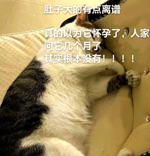 小猫肚子大能撑多久？（探究小猫肚子大的原因及其对生活的影响） - 新生家伴