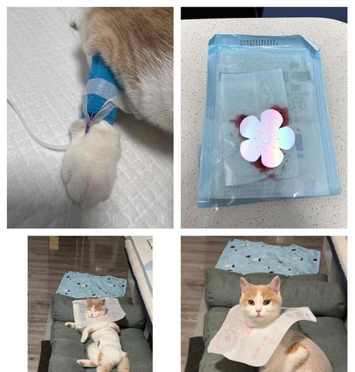 母猫绝育后的恢复时间及注意事项(详解母猫绝育术后恢复时程和必要护理措施)(图1) 母猫绝育后的恢复时间及注意事项(详解母猫绝育术后恢复时程和必要护理措施)(图1)