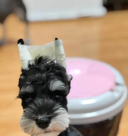 雪纳瑞的毛发换毛周期及护理(了解雪纳瑞的换毛周期,做好适时的毛发护理)(图2) 雪纳瑞的毛发换毛周期及护理(了解雪纳瑞的换毛周期,做好适时的毛发护理)(图2)