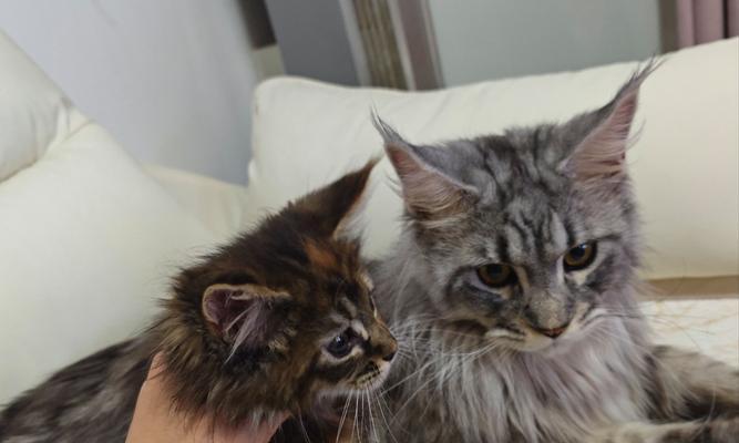 小猫中毒后的康复之路(探讨小猫中毒的康复时间和方法)(图2) 小猫中毒后的康复之路(探讨小猫中毒的康复时间和方法)(图2)