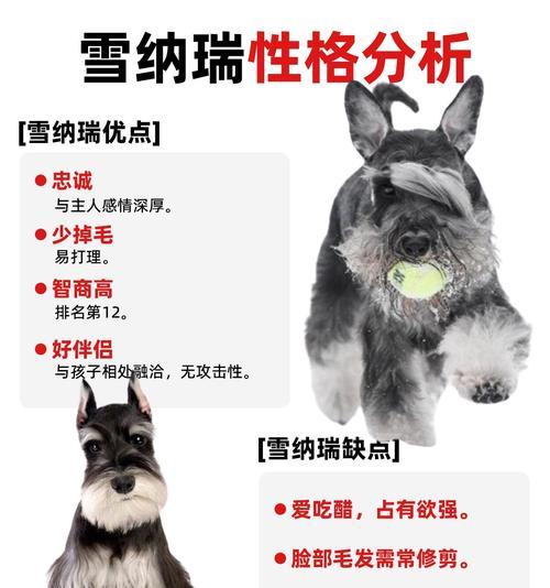 雪纳瑞的毛发换毛周期及护理（了解雪纳瑞的换毛周期，做好适时的毛发护理） - 新生家伴