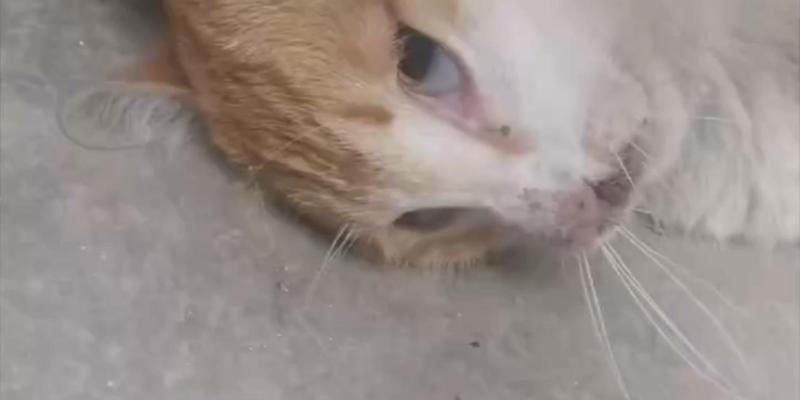 小猫中毒后的康复之路（探讨小猫中毒的康复时间和方法） - 新生家伴