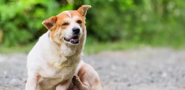 为何狗狗总是喜欢在地上打滚？（探究狗狗打滚的原因与可能的健康问题。）(图1)