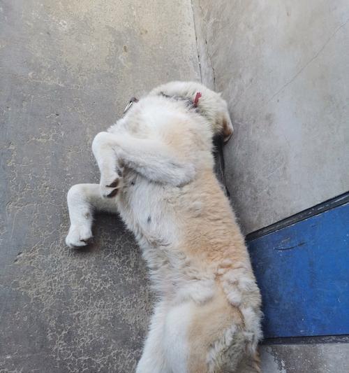 为何狗狗总是喜欢在地上打滚？（探究狗狗打滚的原因与可能的健康问题。）(图2)