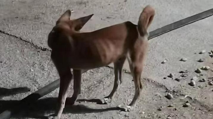 为何狗狗总是喜欢在地上打滚？（探究狗狗打滚的原因与可能的健康问题。）(图3)