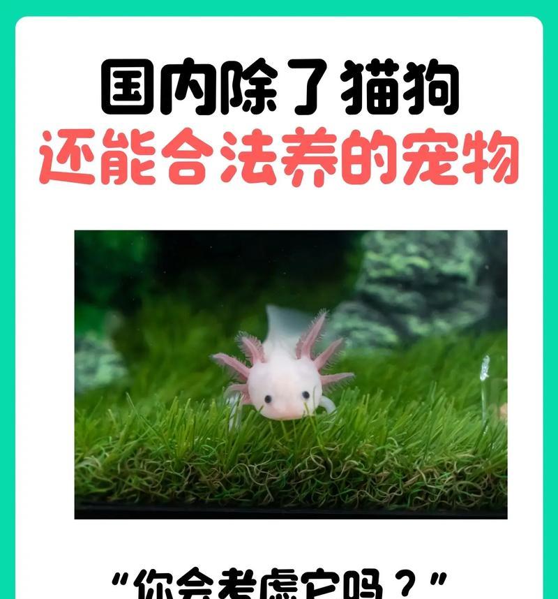 不同品种的宠物你了解多少?(探索世界上最受欢迎的宠物品种,你可能会惊讶!)(图1) 不同品种的宠物你了解多少?(探索世界上最受欢迎的宠物品种,你可能会惊讶!)(图1)