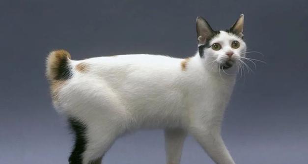 不同品种的宠物你了解多少?(探索世界上最受欢迎的宠物品种,你可能会惊讶!)(图3) 不同品种的宠物你了解多少?(探索世界上最受欢迎的宠物品种,你可能会惊讶!)(图3)