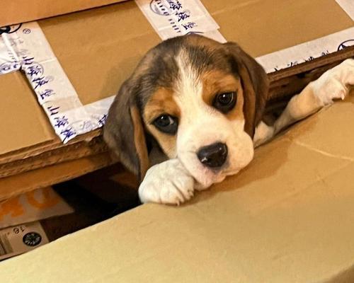 比格犬的价格及与巴吉度的区别(了解比格犬和巴吉度的特点和价格差异)(图1) 比格犬的价格及与巴吉度的区别(了解比格犬和巴吉度的特点和价格差异)(图1)