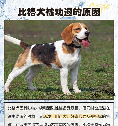 比格犬的价格及与巴吉度的区别(了解比格犬和巴吉度的特点和价格差异)(图2) 比格犬的价格及与巴吉度的区别(了解比格犬和巴吉度的特点和价格差异)(图2)
