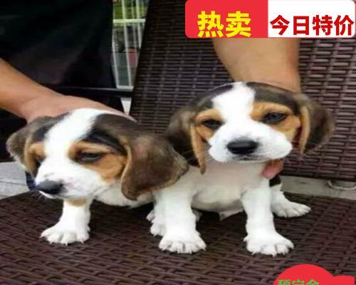 比格犬的价格及与巴吉度的区别(了解比格犬和巴吉度的特点和价格差异)(图3) 比格犬的价格及与巴吉度的区别(了解比格犬和巴吉度的特点和价格差异)(图3)