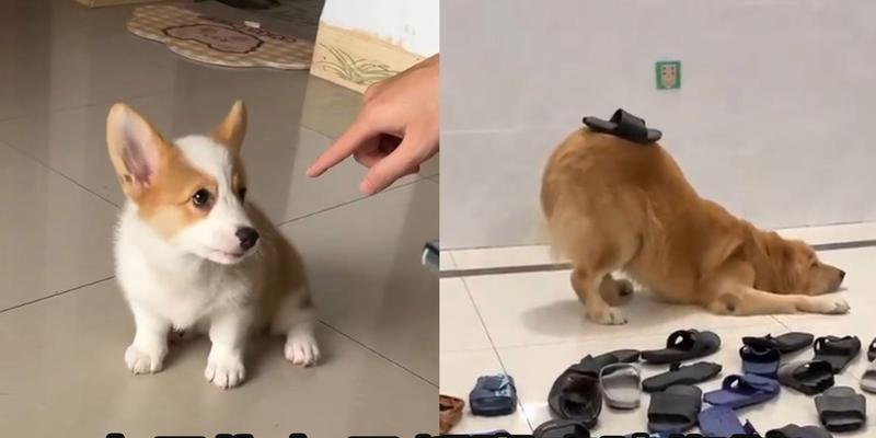 揭秘（探索狗狗行为习惯的奥秘，为何拖鞋成为它们的最爱） - 新生家伴