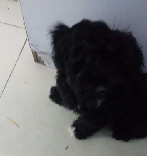 以黑色断尾狗为主题的狗类品种介绍(探索黑色断尾狗的独特魅力与特点)(图1) 以黑色断尾狗为主题的狗类品种介绍(探索黑色断尾狗的独特魅力与特点)(图1)