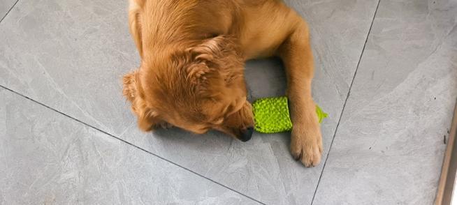 揭秘(探索狗狗行为习惯的奥秘,为何拖鞋成为它们的最爱)(图3) 揭秘(探索狗狗行为习惯的奥秘,为何拖鞋成为它们的最爱)(图3)