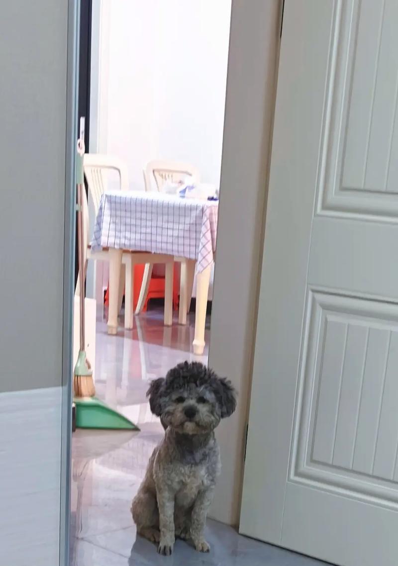 揭秘(探索狗狗行为习惯的奥秘,为何拖鞋成为它们的最爱)(图2) 揭秘(探索狗狗行为习惯的奥秘,为何拖鞋成为它们的最爱)(图2)