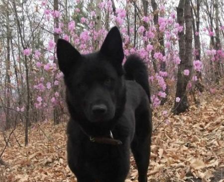 以黑色断尾狗为主题的狗类品种介绍(探索黑色断尾狗的独特魅力与特点)(图2) 以黑色断尾狗为主题的狗类品种介绍(探索黑色断尾狗的独特魅力与特点)(图2)