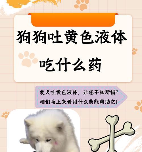 小狗呕吐的常见原因（了解呕吐背后的健康问题，保护宠物的幸福生 - 新生家伴