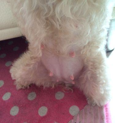 狗狗怀孕化了——生命的奇迹（了解狗狗怀孕化了的原因与影响） - 新生家伴