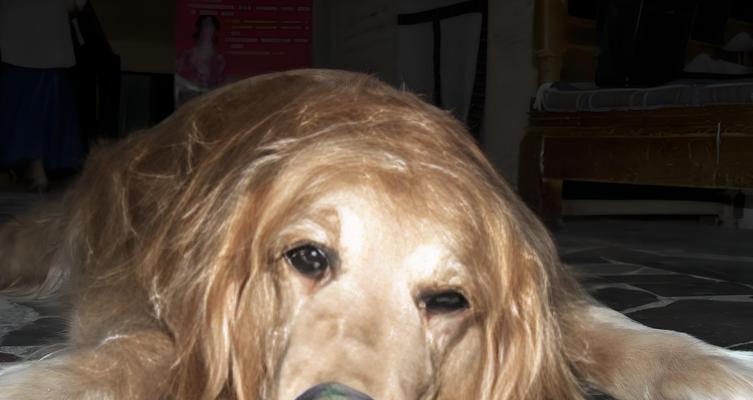 狗狗胃炎的饮食注意事项(以吃什么吐什么为原则,给狗狗更好的护理)(图1) 狗狗胃炎的饮食注意事项(以吃什么吐什么为原则,给狗狗更好的护理)(图1)