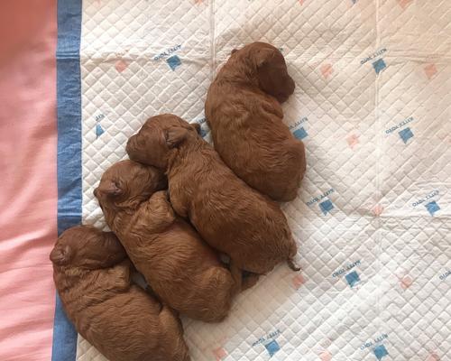 狗狗怀孕化了——生命的奇迹（了解狗狗怀孕化了的原因与影响）(图2)