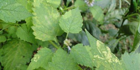 小狗呕吐物为何常呈绿色?(解析小狗呕吐物颜色的原因及健康提示)(图2) 小狗呕吐物为何常呈绿色?(解析小狗呕吐物颜色的原因及健康提示)(图2)