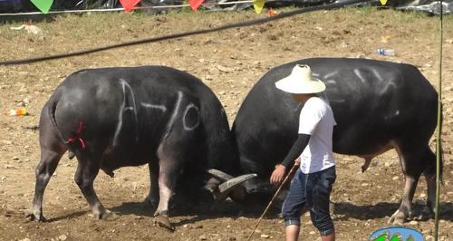 贵州斗牛(贵州斗牛的牛种及特点解析)(图2) 贵州斗牛(贵州斗牛的牛种及特点解析)(图2)