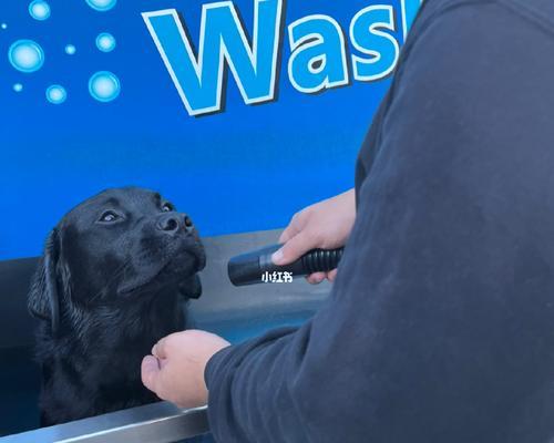 拉布拉多清洗秘籍（掌握正确方法，让你的拉布拉多宠物清洗无忧） - 新生家伴