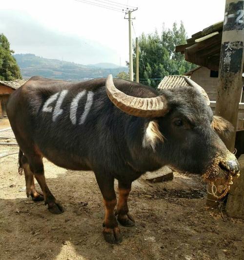 贵州斗牛(贵州斗牛的牛种及特点解析)(图1) 贵州斗牛(贵州斗牛的牛种及特点解析)(图1)