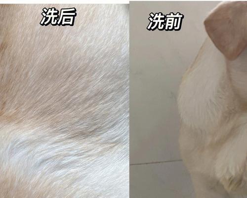 拉布拉多清洗秘籍（掌握正确方法，让你的拉布拉多宠物清洗无忧）(图3)