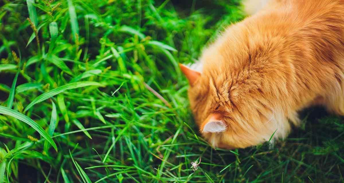 小狗呕吐物为何常呈绿色？（解析小狗呕吐物颜色的原因及健康提示 - 新生家伴