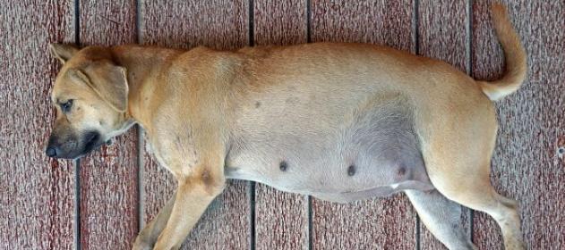 狗狗怀孕化了——生命的奇迹（了解狗狗怀孕化了的原因与影响）(图3)