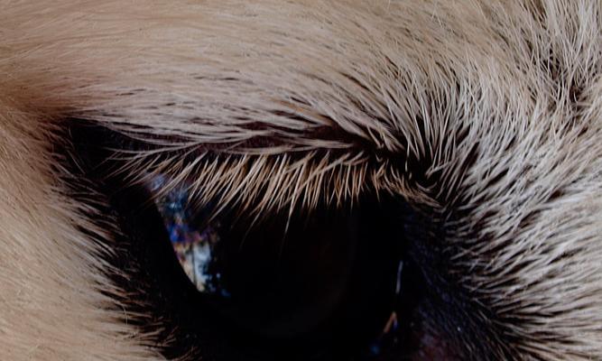 狗瞳之世界(以狗瞳为窗,探索世界万千色彩的奥秘)(图2) 狗瞳之世界(以狗瞳为窗,探索世界万千色彩的奥秘)(图2)