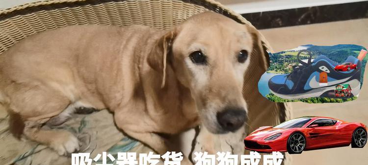 狗瞳之世界(以狗瞳为窗,探索世界万千色彩的奥秘)(图1) 狗瞳之世界(以狗瞳为窗,探索世界万千色彩的奥秘)(图1)