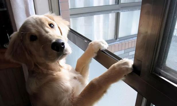 狗瞳之世界(以狗瞳为窗,探索世界万千色彩的奥秘)(图3) 狗瞳之世界(以狗瞳为窗,探索世界万千色彩的奥秘)(图3)