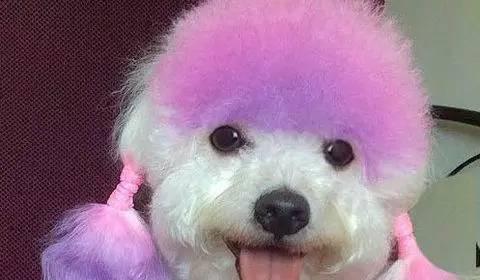 狗狗染毛的最佳颜色选择(让你的宠物与众不同,选择适合狗狗的染毛颜色)(图3) 狗狗染毛的最佳颜色选择(让你的宠物与众不同,选择适合狗狗的染毛颜色)(图3)