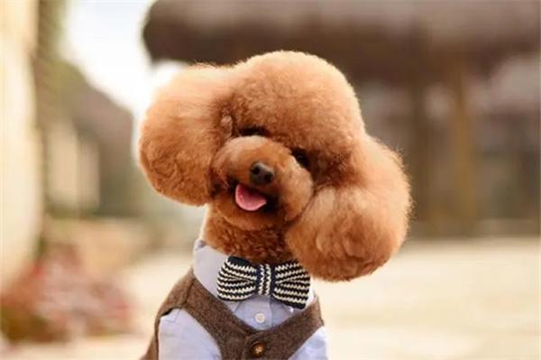 狗狗嘴里有臭味怎么办？ - 新生家伴