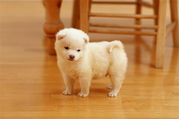 狗狗缺爱的表现有哪些？ - 新生家伴