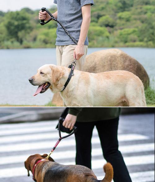 选择什么样的链是最适合金毛的?(金毛犬领养的好帮手——挑选合适的项圈链)(图2) 选择什么样的链是最适合金毛的?(金毛犬领养的好帮手——挑选合适的项圈链)(图2)