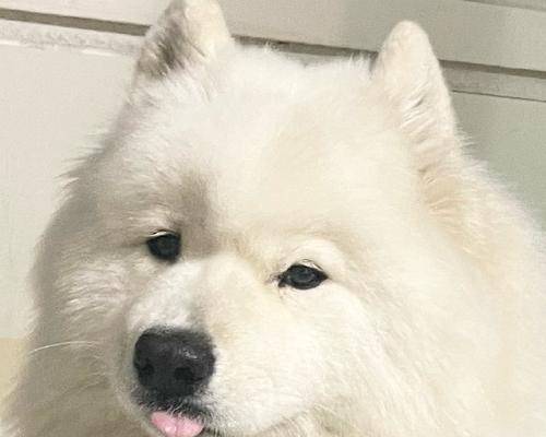 幼犬为什么喜欢咬拖鞋?(探究幼犬喜欢咬拖鞋的原因及解决方法)(图2) 幼犬为什么喜欢咬拖鞋?(探究幼犬喜欢咬拖鞋的原因及解决方法)(图2)