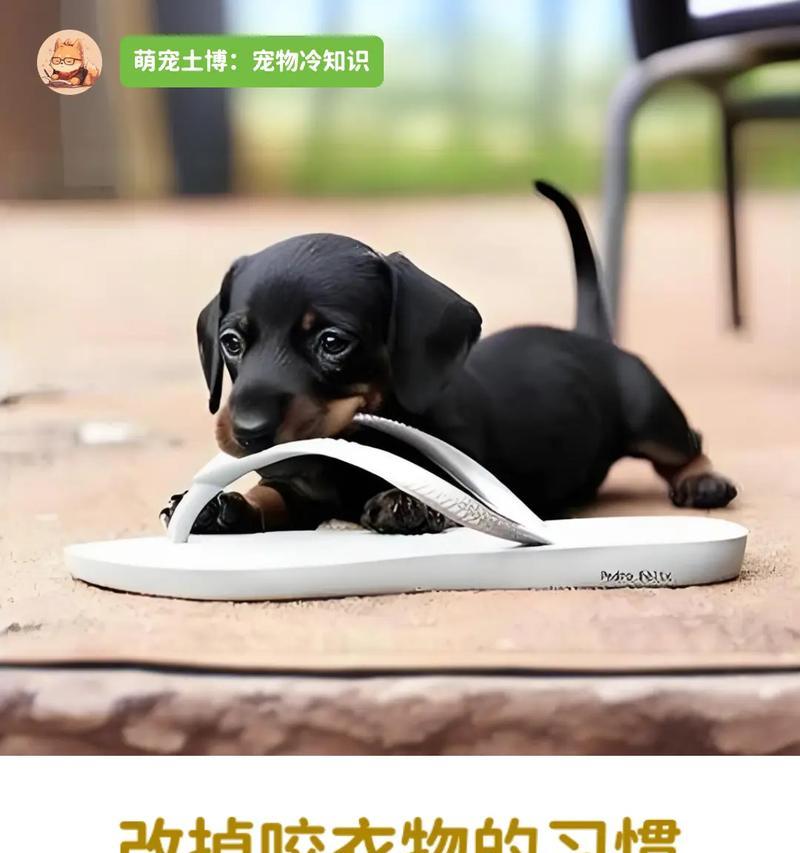 幼犬为什么喜欢咬拖鞋?(探究幼犬喜欢咬拖鞋的原因及解决方法)(图3) 幼犬为什么喜欢咬拖鞋?(探究幼犬喜欢咬拖鞋的原因及解决方法)(图3)