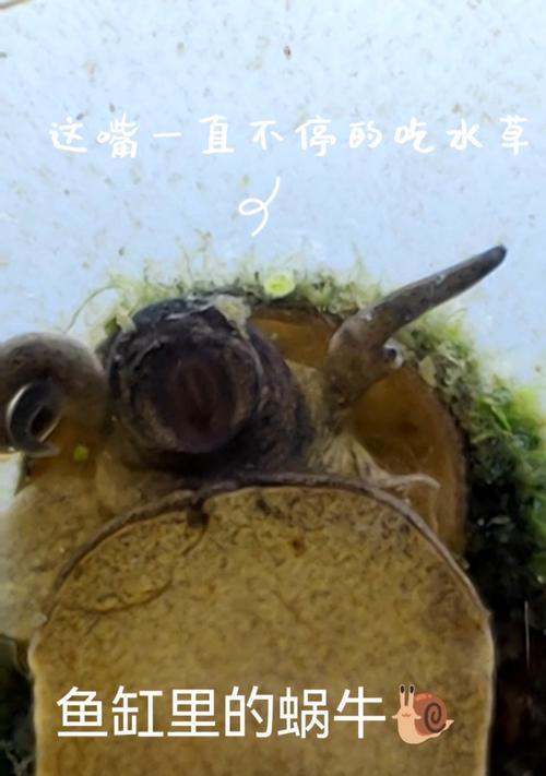 鱼缸养鱼的正确饲养方法(以什么食物为主要饲料?)(图3) 鱼缸养鱼的正确饲养方法(以什么食物为主要饲料?)(图3)