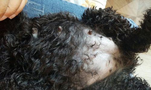 泰迪怀孕最早症状揭秘(探寻泰迪宝宝即将降临的先兆)(图2) 泰迪怀孕最早症状揭秘(探寻泰迪宝宝即将降临的先兆)(图2)